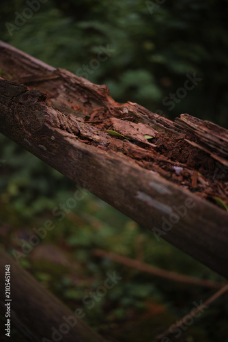 Piece of tree trunk rotting in the middle of nature with a green background.