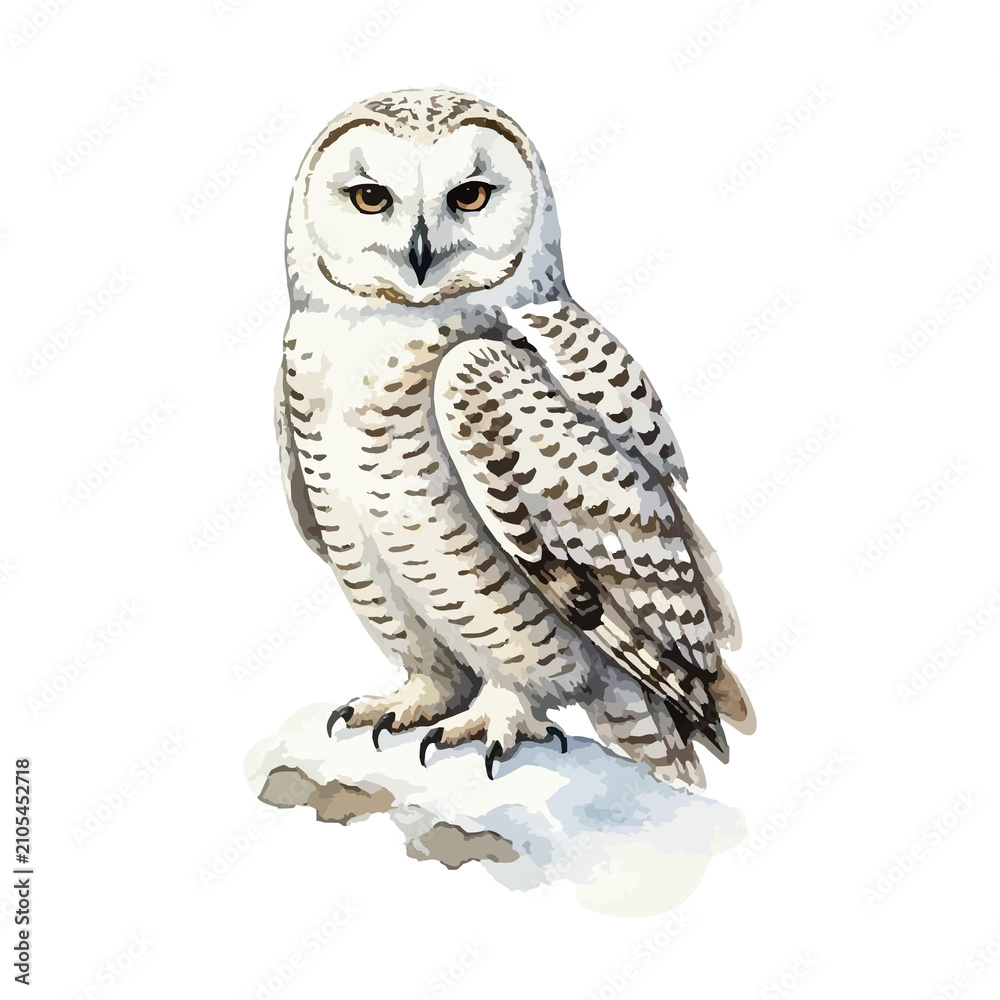 Obraz premium Vector watercolor illustration of an owl