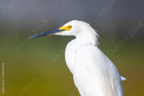 Obraz na plátně Snowy egret closeup