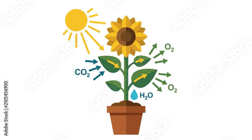 Bright sunflower in pot illustrating photosynthesis process with sunlight leaves and water molecules for plant growth