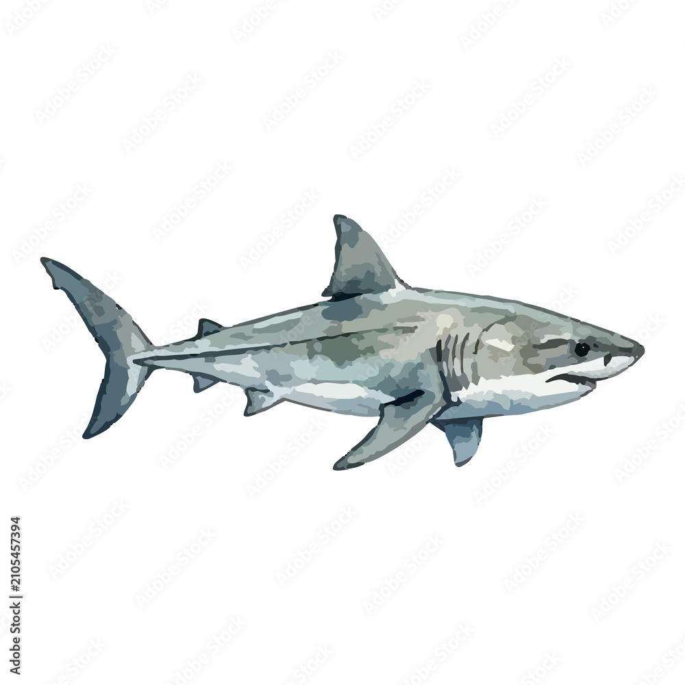 Obraz premium shark watercolor vector illustration