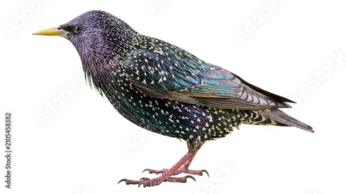 Obraz na płótnie European Starling bird with iridescent plumage and speckled feathers