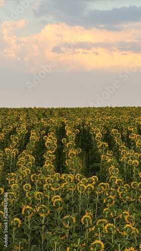 field of sunflowers