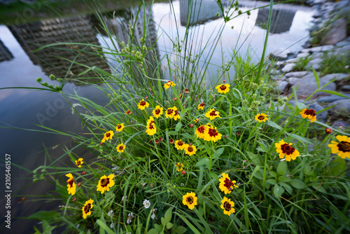 Yellow flowers of golden tickseed blooming by a pond that reflects modern buildings.