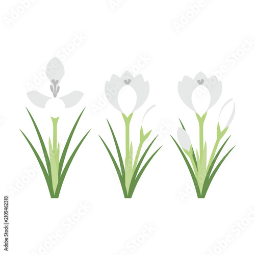 Set of White Crocus Flowers Isolated on White Background for Spring Garden Decor
