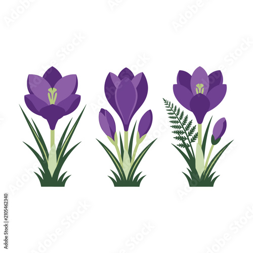 Set of Three Purple Crocus Flowers with Green Leaves Isolated on White Background