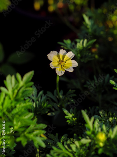 Foto Elegant Two-Tone Yellow and White Wildflower in Sunlight