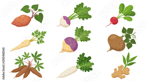 Bild auf Leinwand Collection of root vegetables and plants