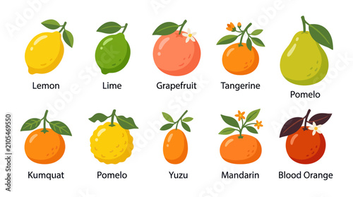 Variety of citrus fruits collection