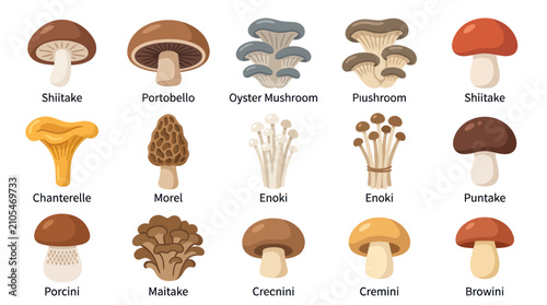 Variety of edible fungi types
