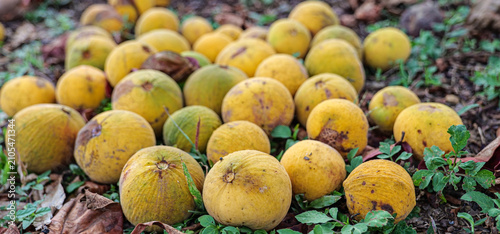 Cuadro en lienzo Fallen Santol Fruits (Kra Thon) on Ground in Orchard, Ripe Tropical Fruit, Close