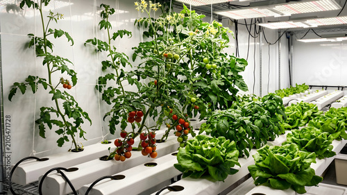 Indoor hydroponic garden featuring fresh lettuce leafy greens aromatic herbs and ripe tomatoes