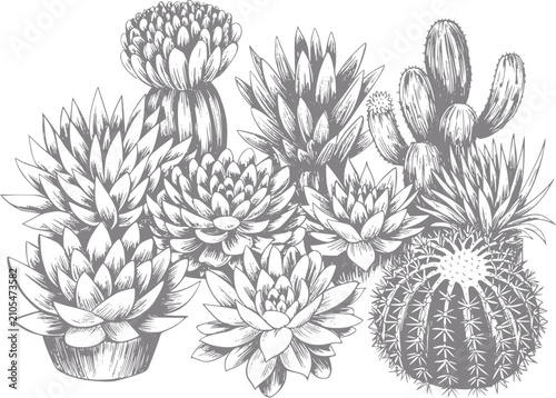 Canvastavla Dibujo a mano de varias suculentas y cactus en grupo