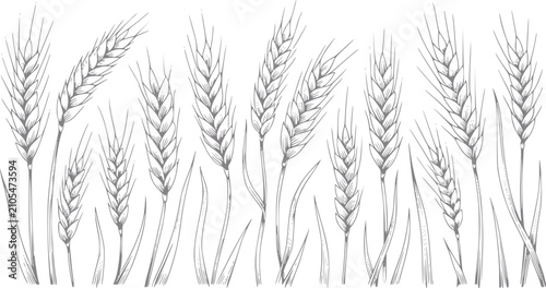 Photos Dibujo a mano de tallos de trigo, un símbolo clásico de cosecha y agricultura