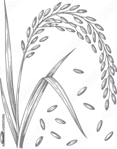 Фотография Vintage de una planta de arroz con granos esparcidos alrededor