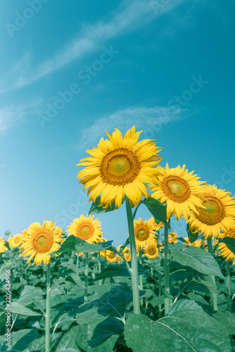 Sunflowers blooming under a blue summer sky with copy space