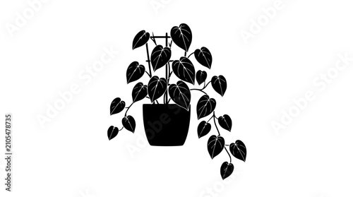 Photos Black silhouette of a potted climbing plant with heart-shaped leaves against a w