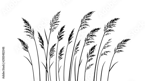 Photos Silhouette of Tall Reeds Swaying in the Wind Against White Background
