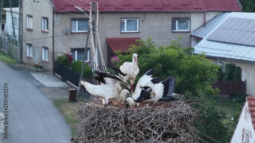 Young white storks waiting in a nest at sunset in a rural village in Poland. Juvenile storks expecting food insummer breeding season against warm evening light.Storks in a nest in the countryside