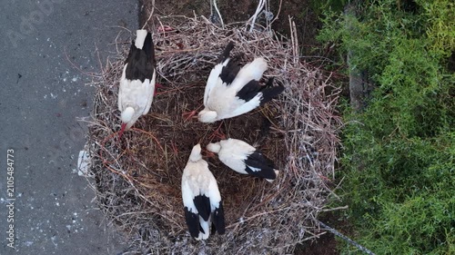Young white storks waiting in a nest at sunset in a rural village in Poland. Juvenile storks expecting food insummer breeding season against warm evening light.Storks in a nest in the countryside