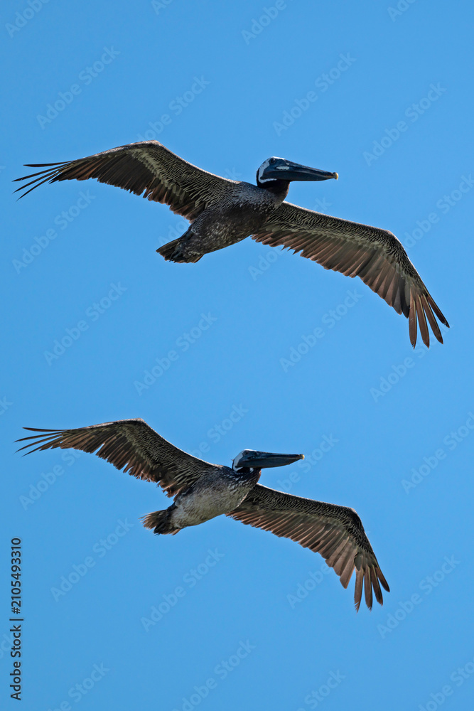 Fototapeta premium A pair of Brown Pelicans flying in formation with blue sky in background; portrait orientation.