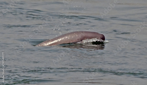 Konstfotografi Finless Porpoise Playing in Waves at Gezhouba Dam Downstream
