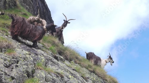 Wild mountain goats grazing on steep rocky hillside under cloudy sky