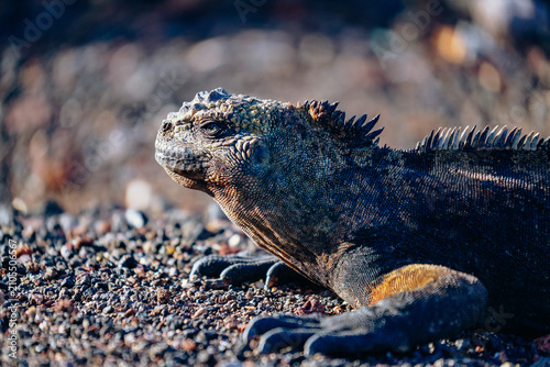 Foto Marine iguanas basking by the sea