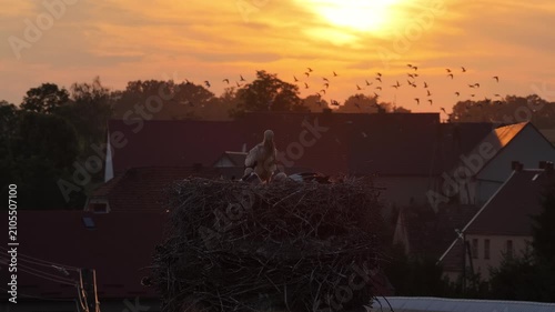 Young white storks waiting in a nest at sunset in a rural village in Poland. Juvenile storks expecting food insummer breeding season against warm evening light.Storks in a nest in the countryside