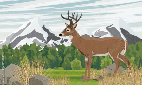 White tailed deer in mountain forest landscape vector