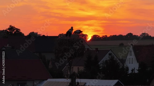 Young white storks waiting in a nest at sunset in a rural village in Poland. Juvenile storks expecting food insummer breeding season against warm evening light.Storks in a nest in the countryside