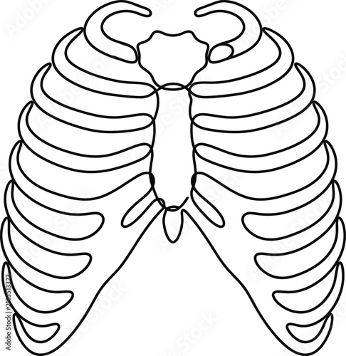 Foto Continuous line drawing of human rib cage skeletal structure.