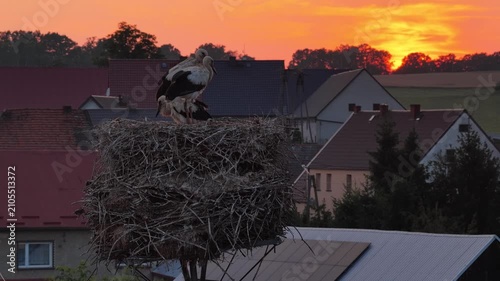 Young white storks waiting in a nest at sunset in a rural village in Poland. Juvenile storks expecting food insummer breeding season against warm evening light.Storks in a nest in the countryside