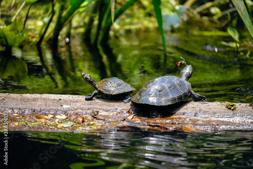 A little turtle basking in the Amazon rainforest