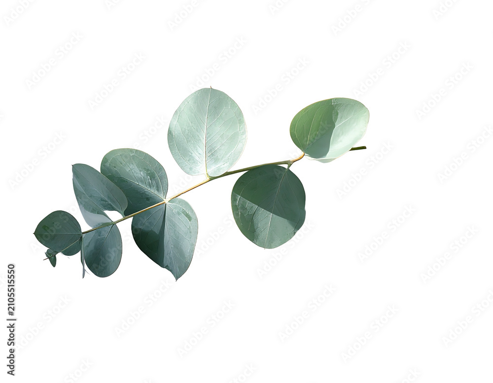 Obraz premium Minimal Eucalyptus Leaf Branch Isolated on Transparent Background