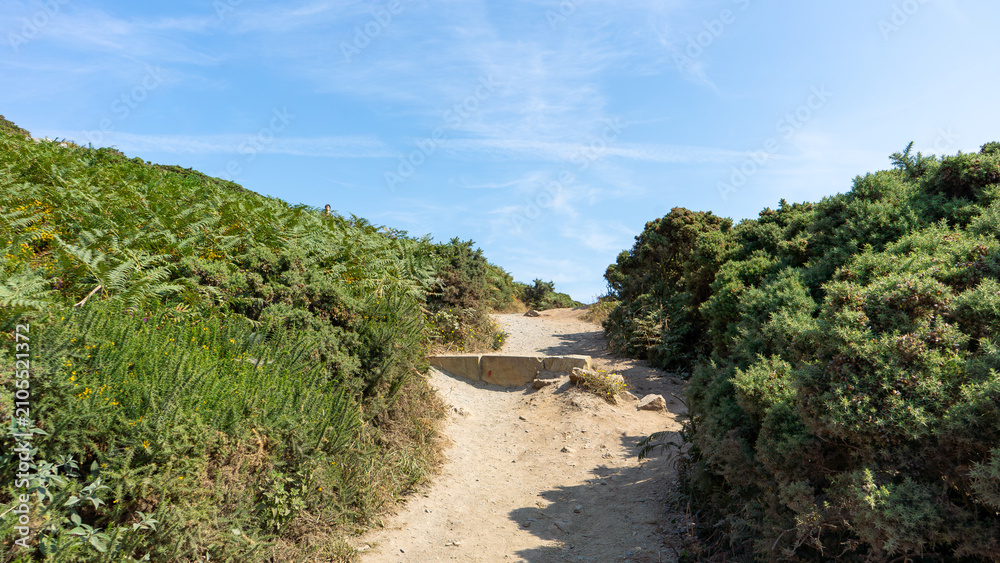 Obraz premium A Walk Through Ireland's Coastal Wilderness