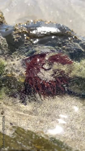 Actinia anémone de mer sur des rochers sur une plage en Bretagne 