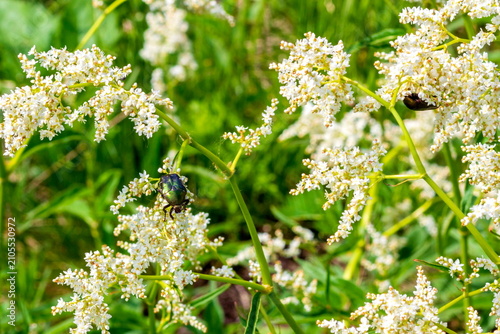 Fotografie A cockchafer feasting on the nectar of the Alpine knotweed plant