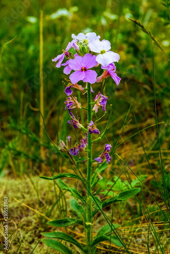 Fotografía Common evening primrose, or night violet evening primrose