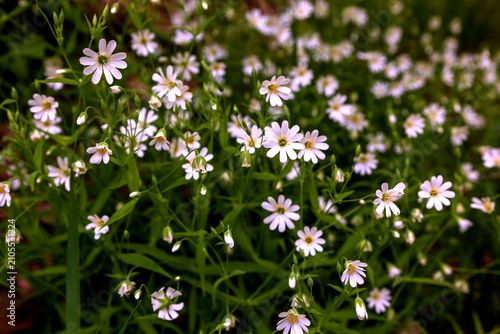 Φωτογραφία Stellaria holostea, known for its white flowers with deeply dissected petals tha