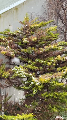 Winter Snowfall on a Semi-Dry Tree Branches in a Peaceful Frozen Landscape