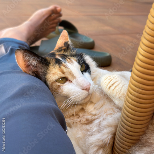 Sleeping Calico Cat Resting on Person's Lap at Home with Cozy Atmosphere