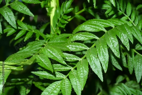 Vibrant green pinnate leaves of a healthy marigold plant display intricate textures and serrated edges captured in bright natural daylight to showcase the organic beauty of lush garden foliage growth