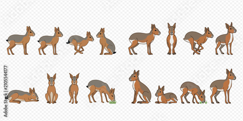 Photos Patagonian Mara in Various Poses and Actions, Isolated on White Background, Vector Illustration Set