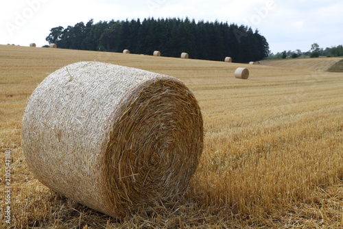фотографія Golden hay bales scattered across a rural field under a clear sky, showing traditional agriculture, harvest season, countryside landscape, and peaceful farm scenery