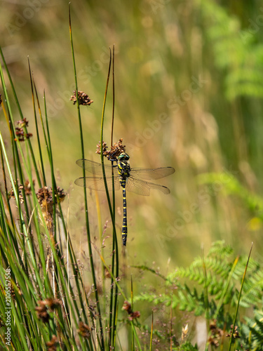 Golden-ringed Dragonfly Resting on Soft Rush