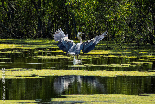 Great Blue Heron (Ardea herodias) landing in a green wetland, with wide-spread wings.