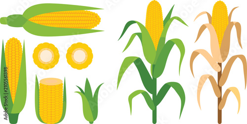 Bild auf Leinwand Corn stalk flat vector illustration