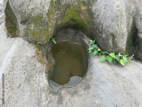 Fotografie Peepal tree sapling Ficus religiosa in the centre of stone beside the river 101