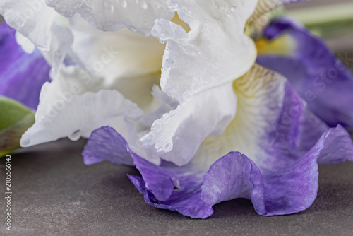 Elegant purple and white iris flower lying on a dark textured slate background, featuring gentle water drops on delicate ruffled petals. 
